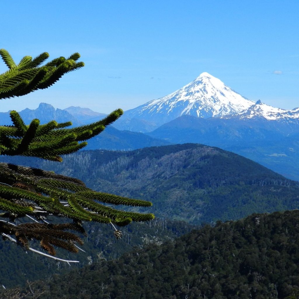 A beautiful shot of a tree with mountains in the distance under a clear blue sky